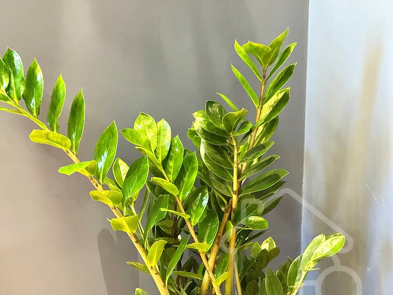 Apê Novinho em Ipanema • Completo e Confortável