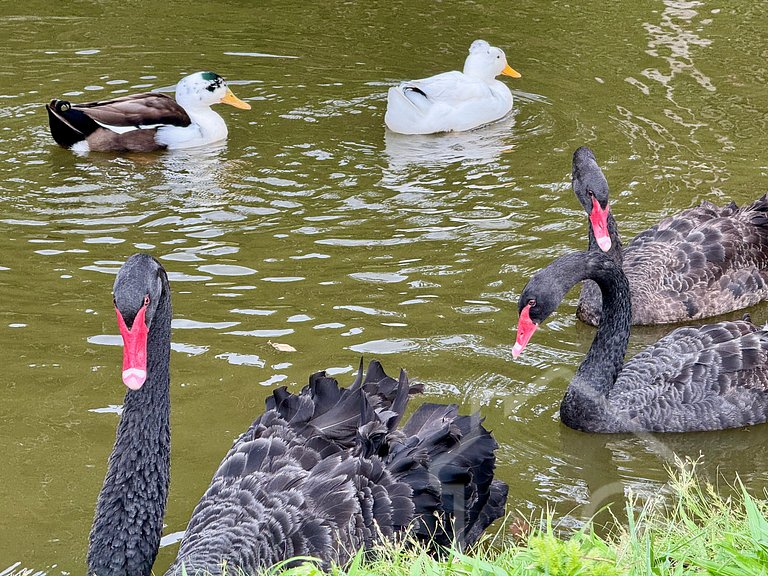 Fazenda Vale Dourado
