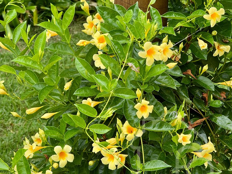Casa maravilhosa no centro com piscina e sauna